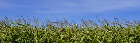 Création d’une fiducie foncière agricole avec l’Union des producteurs agricoles